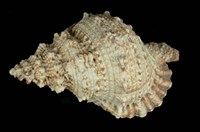 藏品(大白蛙螺)的圖片